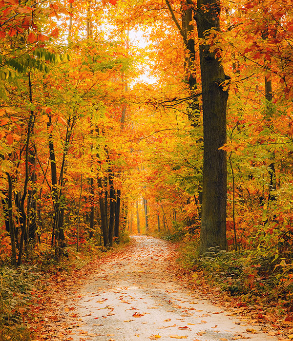 Fall Metroparks Walking Trail