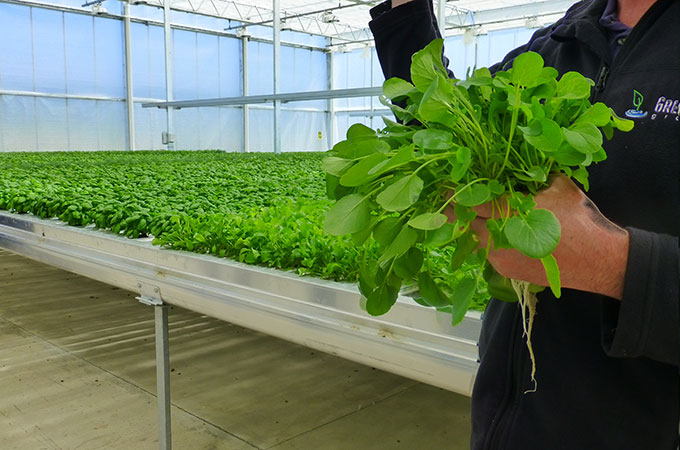 Great Lakes Growers Greenhouse