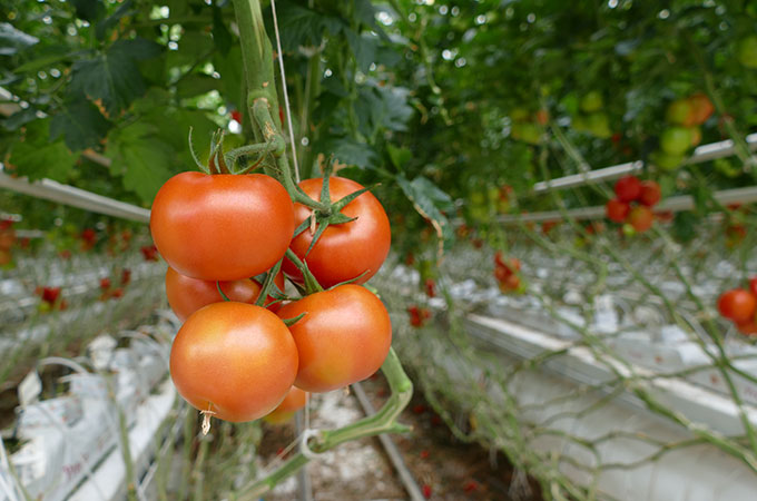 NatureFresh Farms Greenhouse