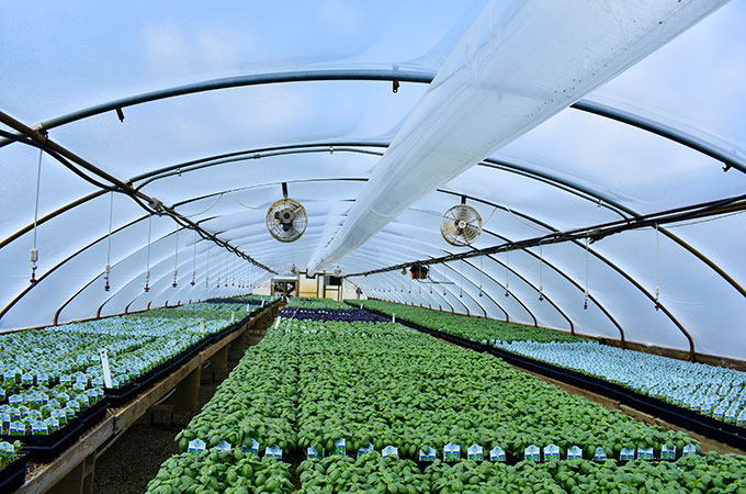 Inside a Millcreek Gardens greenhouse with rows of different herbs.