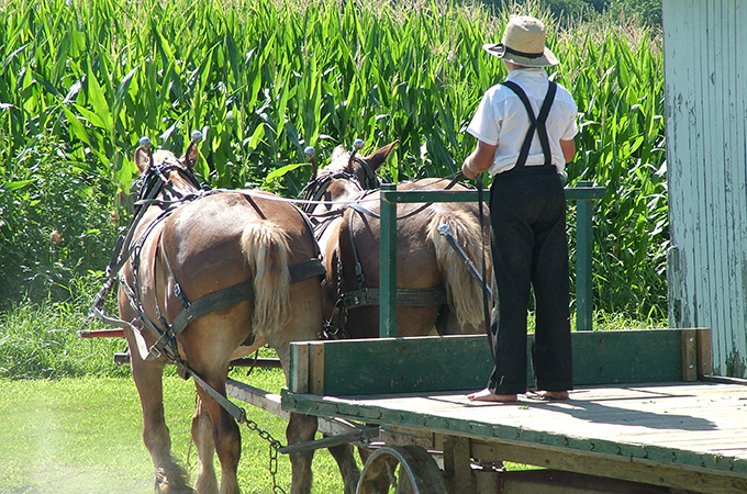 An Amish Child on a Buggy Pulled by Two Horses in a Field