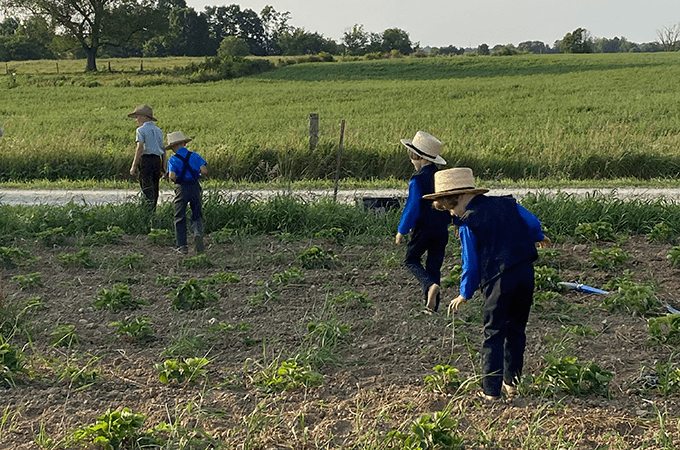 Four Small Amish Children Working in a Field on Green Field Farms