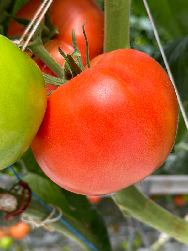 Ripe tomatoes hanging on a vine.