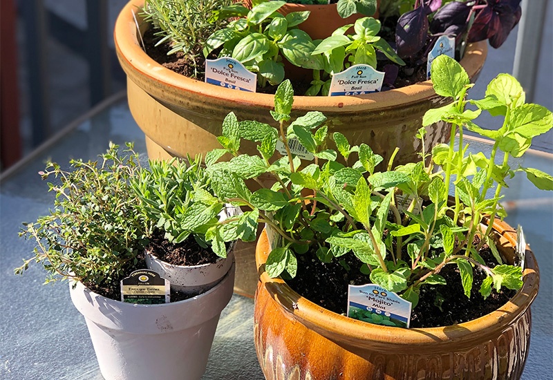 Potted herb garden