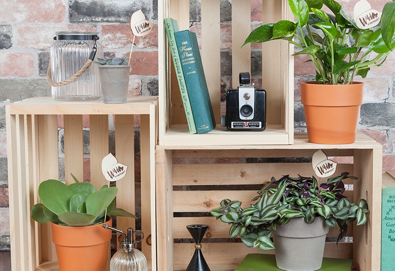 Wild Interiors on a Shelf
