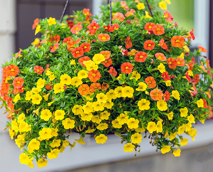 Yellow, orange and red calibrachoa hanging basket in front of a house.