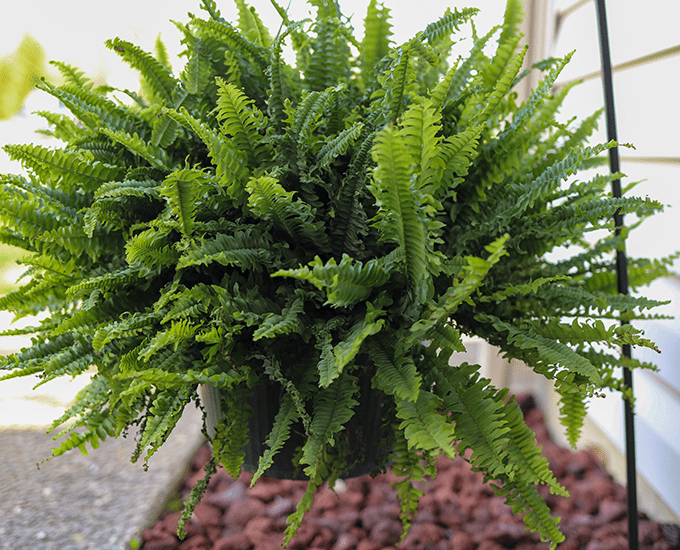 Vibrant green fern in a hanging basket beside a house.