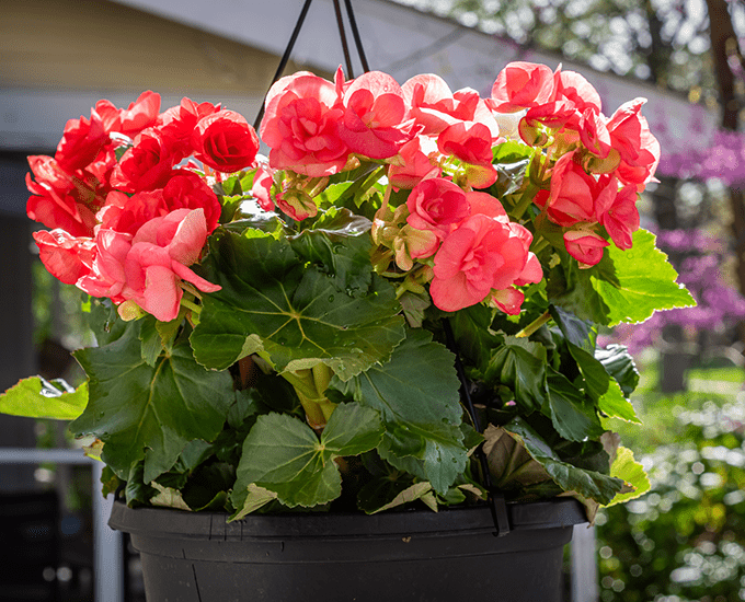 Pink and red Rieger begonia hanging basket in a garden.