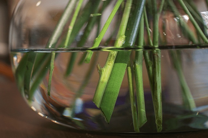 View of the bottom of a flower vase with water showing peony stems cut at an angle.