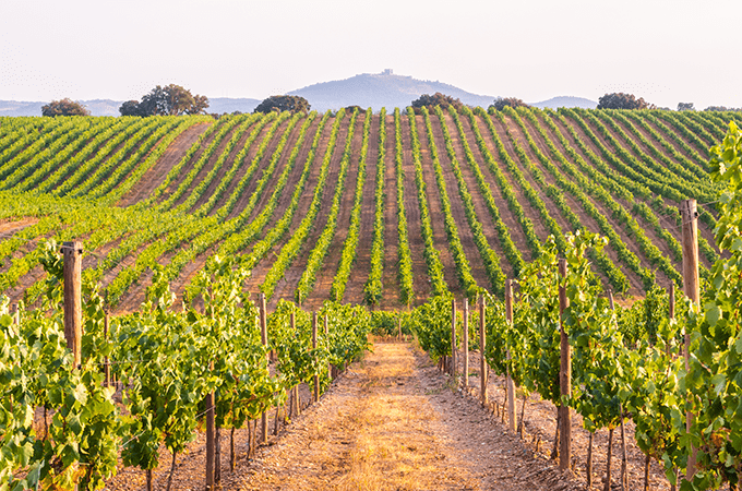 View looking down a vineyard row with grapevines on both sides. 