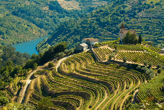 View of Portugal's wine country featuring rolling hills covered in rows of vineyards.