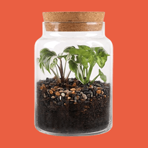 A Wild Interiors Living Layers Terrarium