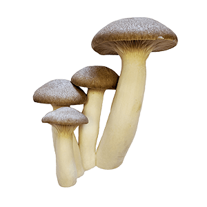 Black Trumpet Mushrooms